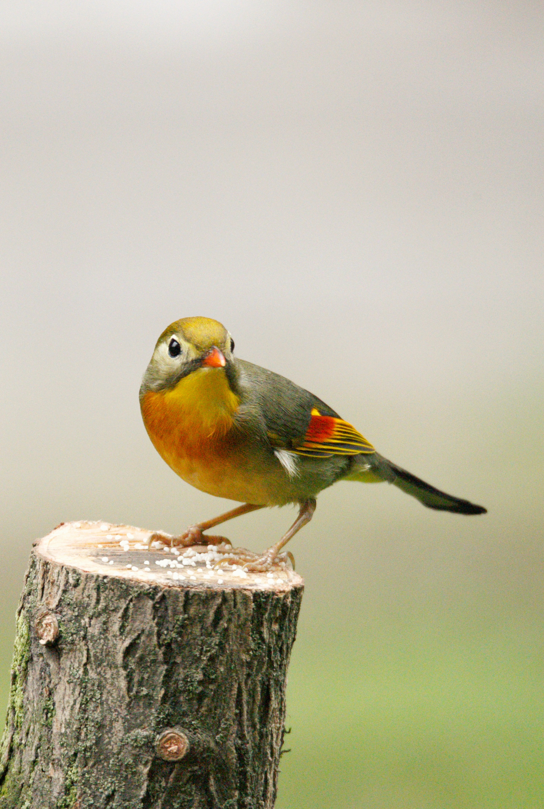 紅嘴相思鳥