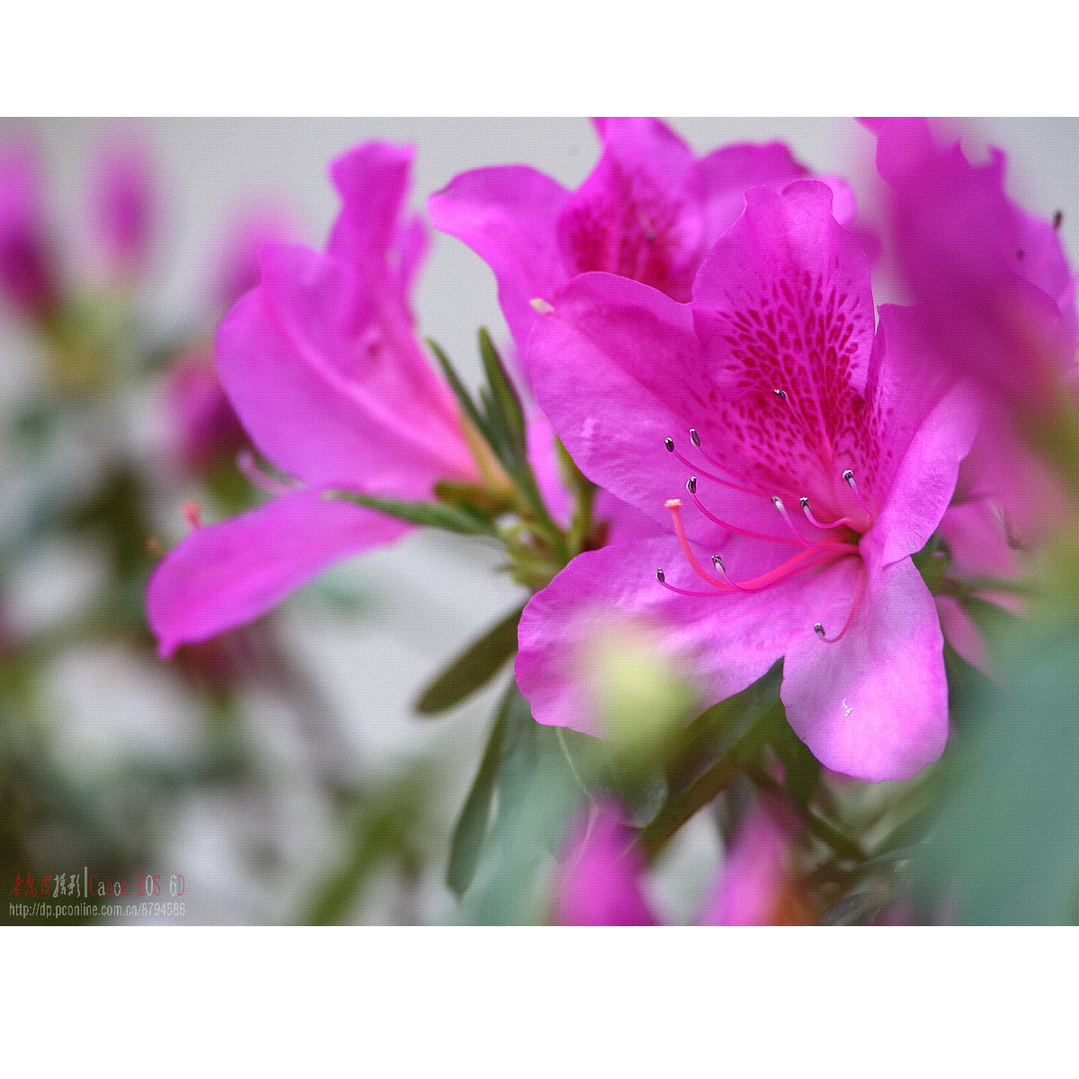 杜鹃花和蝴蝶兰