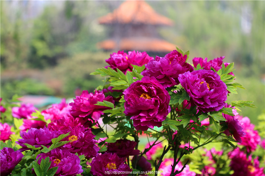 洛阳牡丹节(洛阳牡丹节什么时候结束)