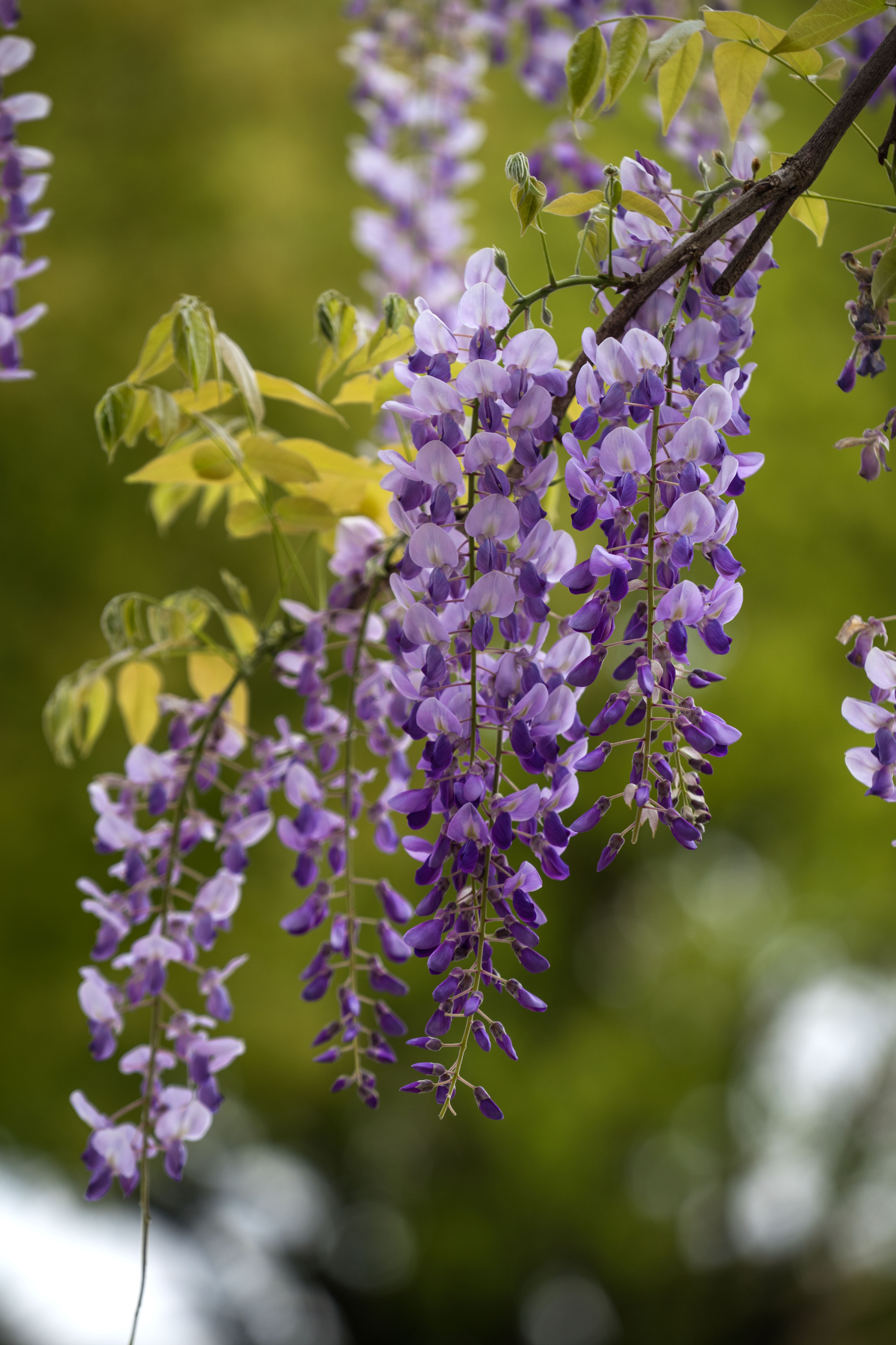紫藤花开香满园