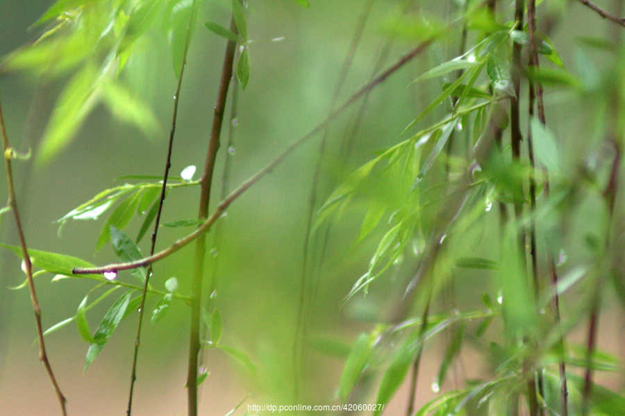 【春雨】