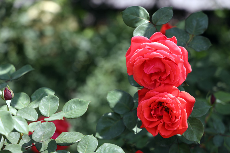 四季花開月月紅