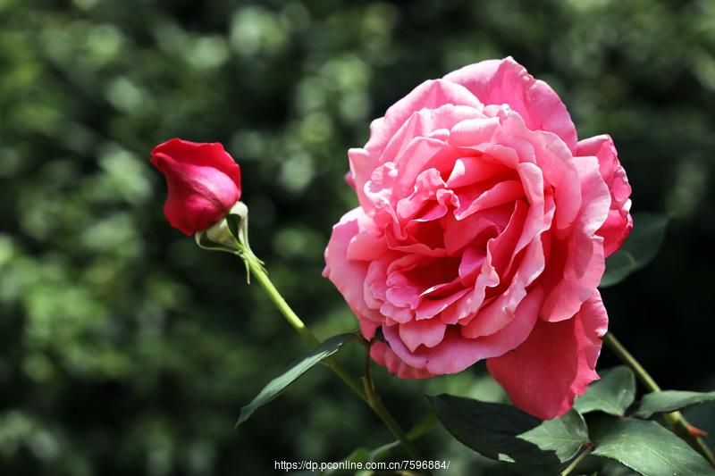 四季花開月月紅