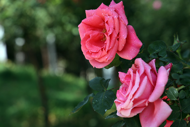 四季花開月月紅