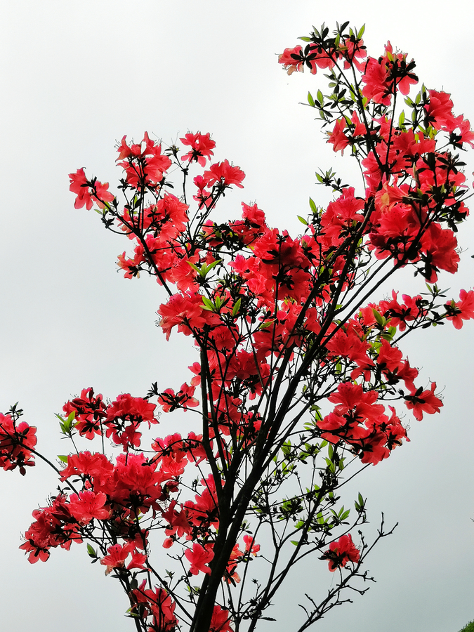 红棕杜鹃花图片图片