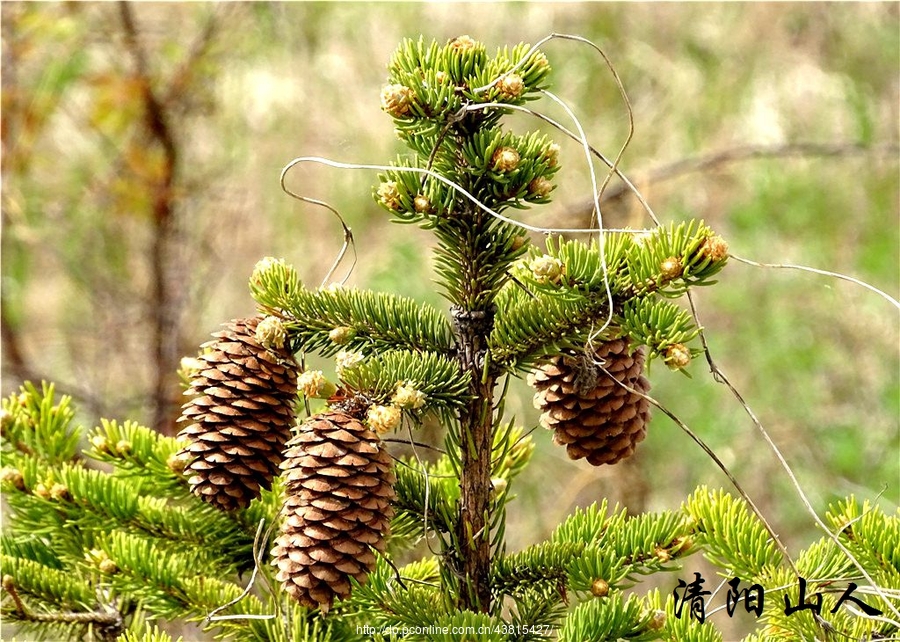 寶清縣風景松樹果1清陽山人