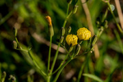 花花草草（29）