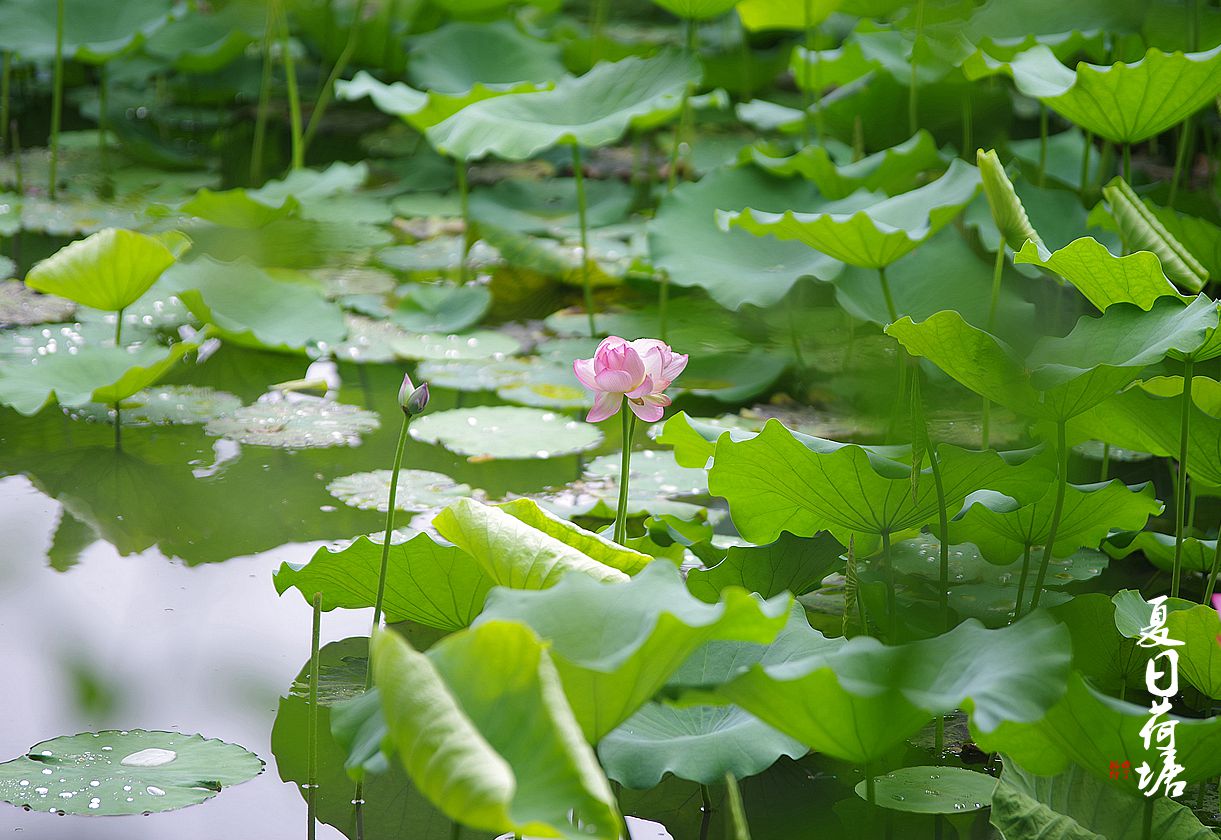 夏日荷塘