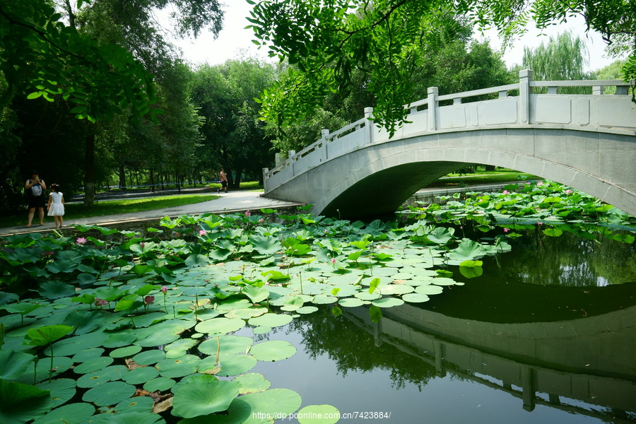 北陵公園荷花池