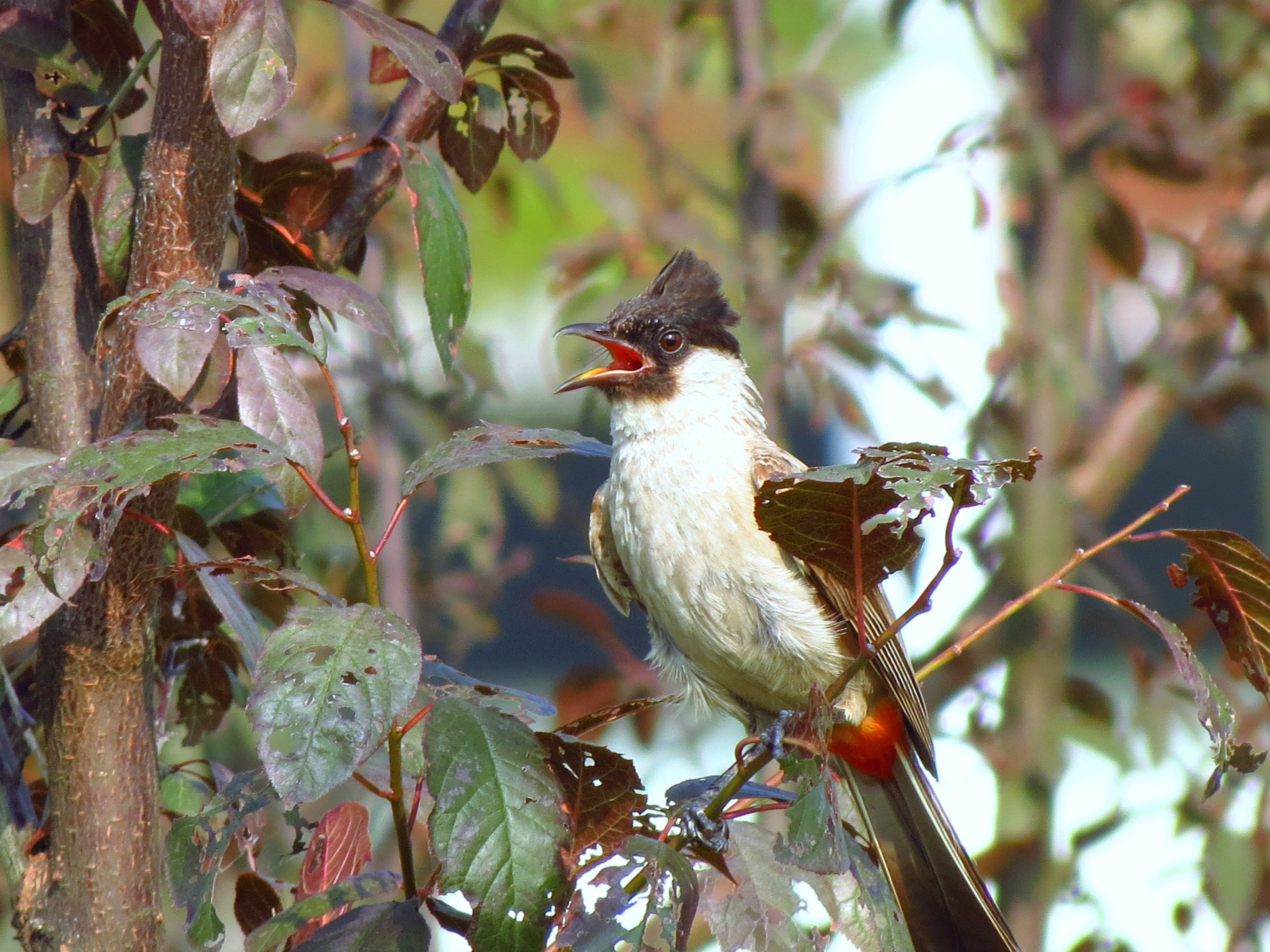 白喉红臀鹎雏鸟图片