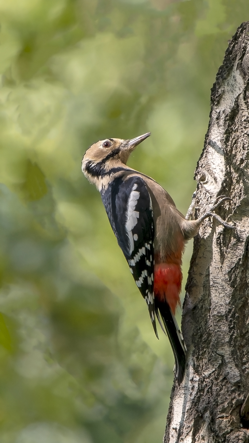 黑啄木鸟的智慧-国际环保在线