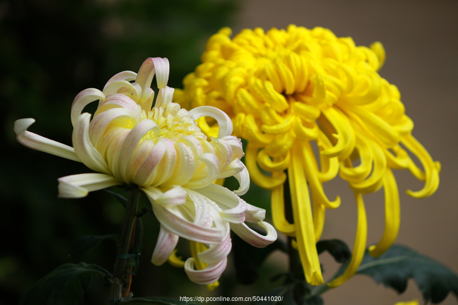 菊花