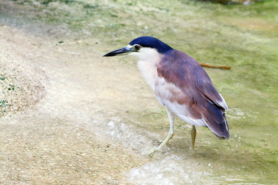 常见淡水水鸟图片