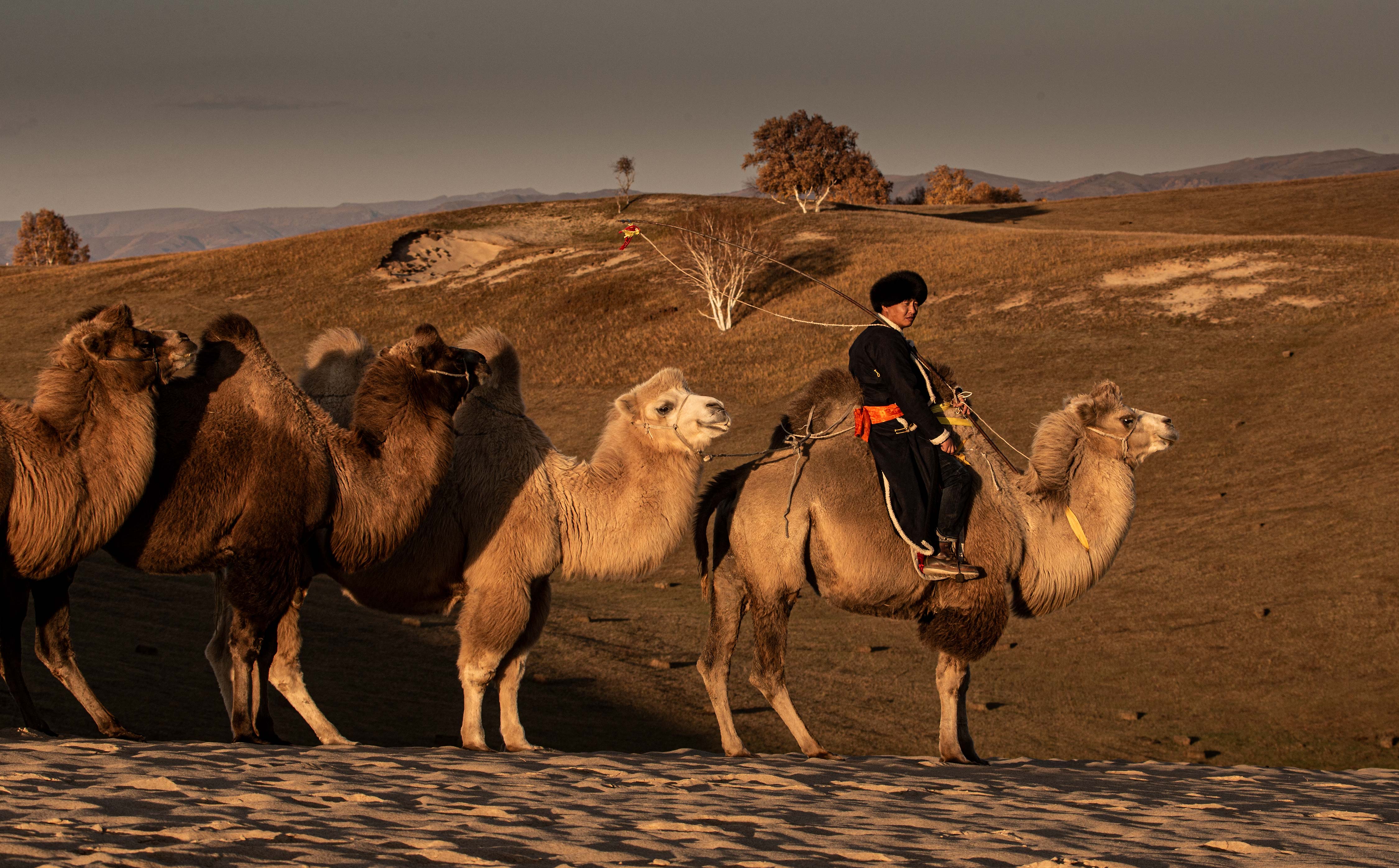 动物 骆驼群 - 堆糖，美图壁纸兴趣社区