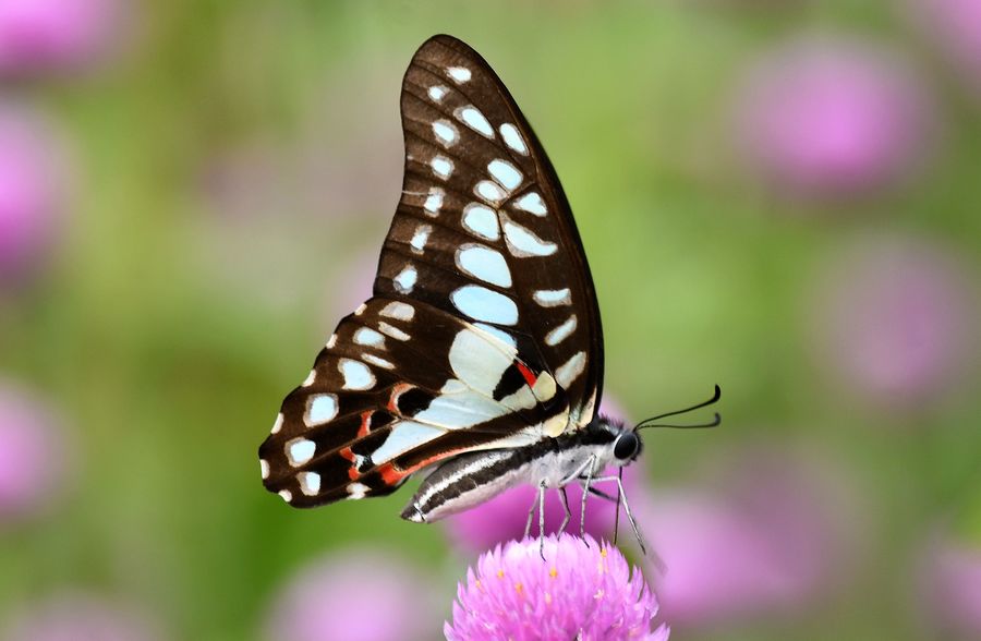 木兰青凤蝶。
