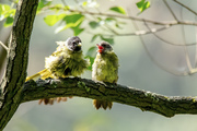 绿鹦嘴鹎小鸟