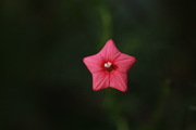 еĺ е