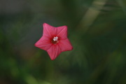 еĺ е