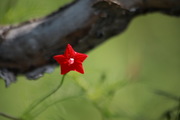 еĺ е