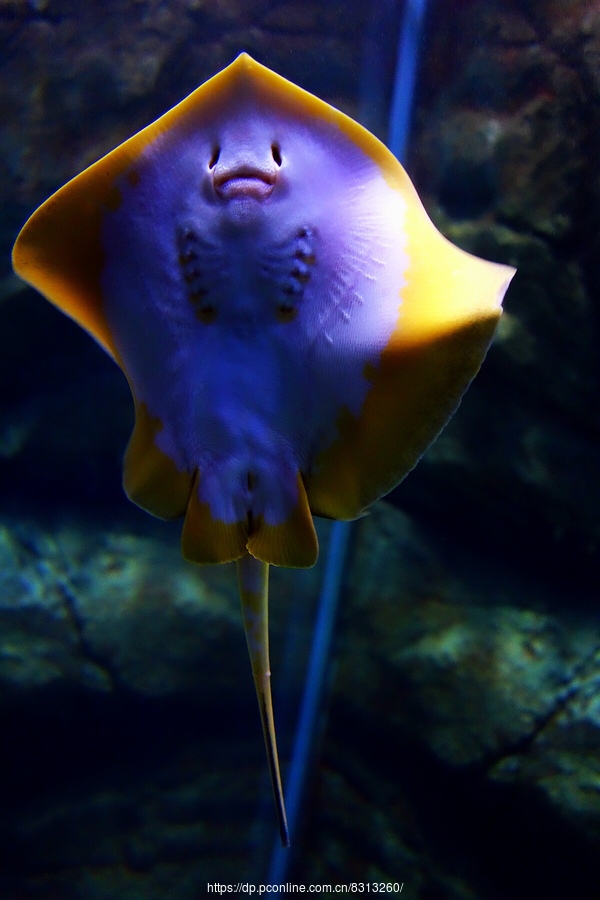 海洋生物图片单张图片