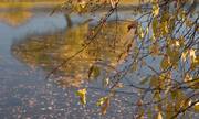 倒映在水里的秋