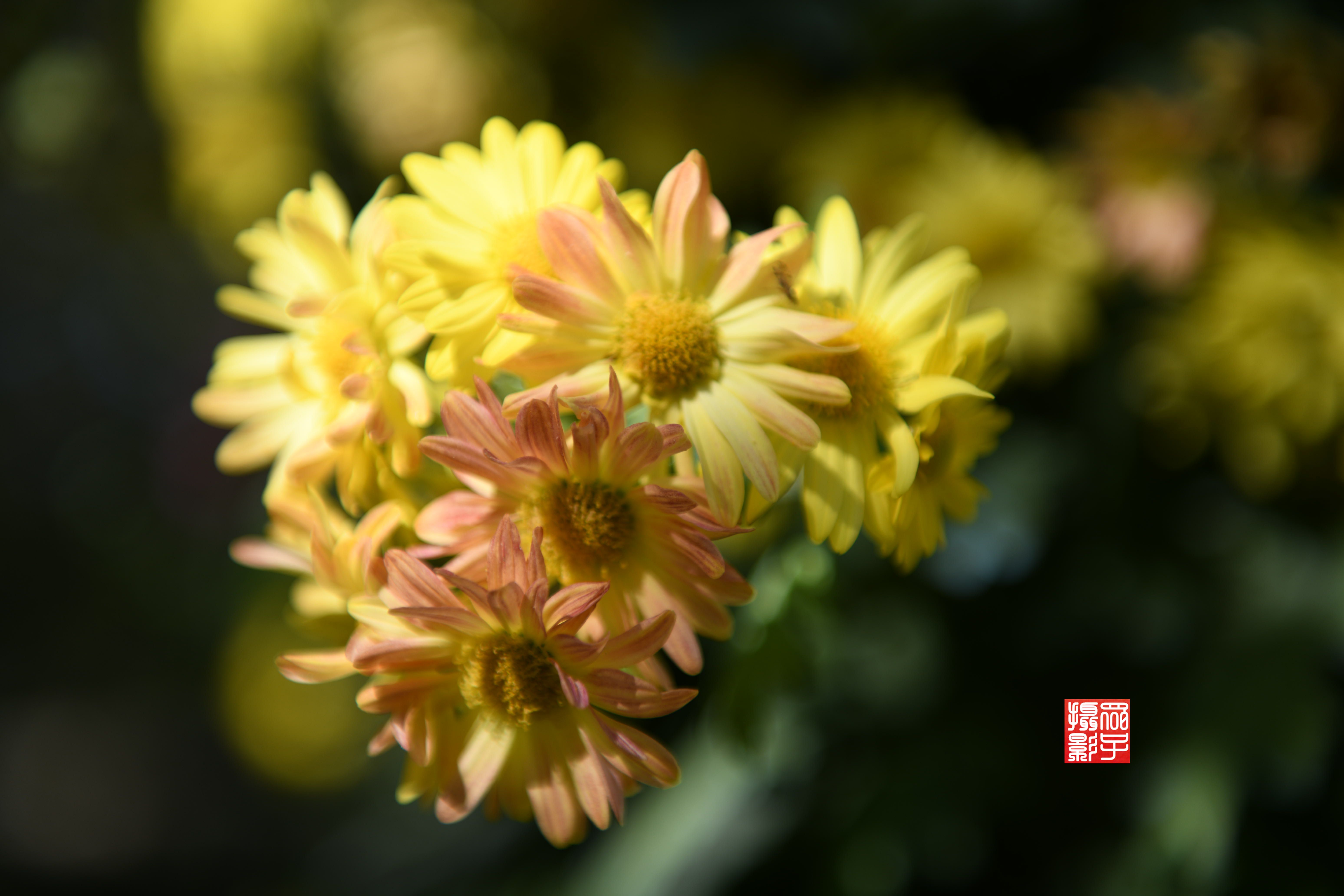 期待已久的2021精品菊花展即将上线 -上海市文旅推广网-上海市文化和旅游局 提供专业文化和旅游及会展信息资讯