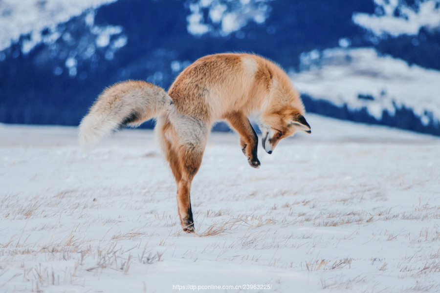 赛里木湖的狐狸