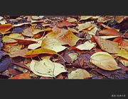 秋的记忆——随拍小景