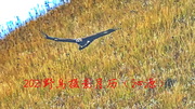 2021野鸟摄影月历（沁源）