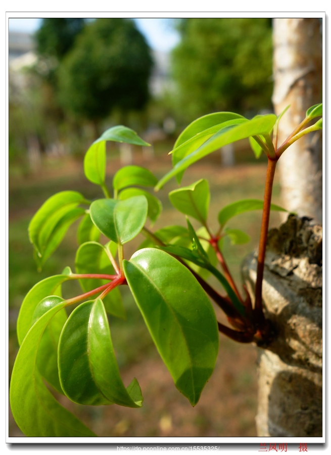 植物图片(植物图片大全大图唯美)