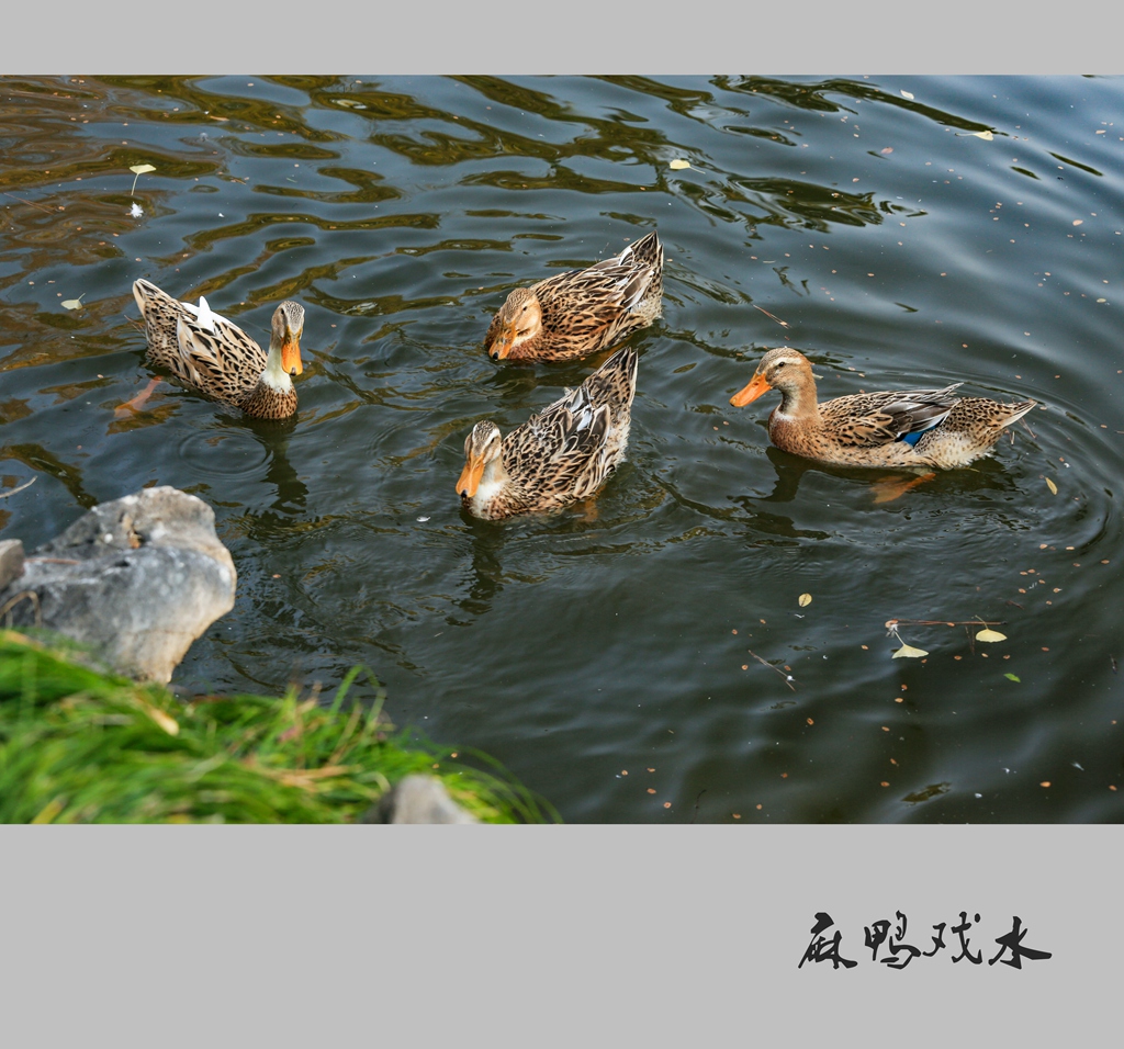 天津鸟类科普第61期——翘鼻麻鸭_野生动物保护_天津市规划和自然资源局