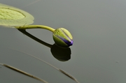 ˮСƷ