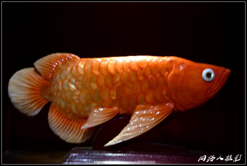 ݡƷݲ