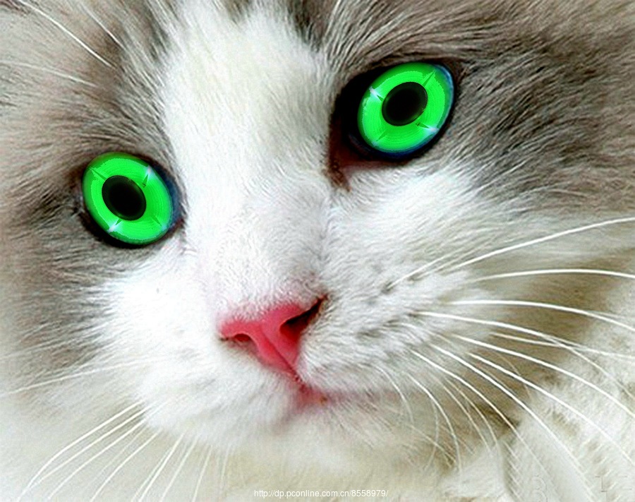 猫的眼睛是电子管EM11！