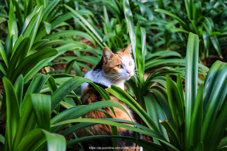 草丛中的猫咪