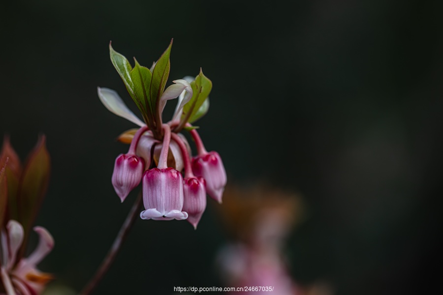 香港吊钟花图片