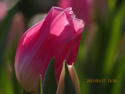 ţӭ3