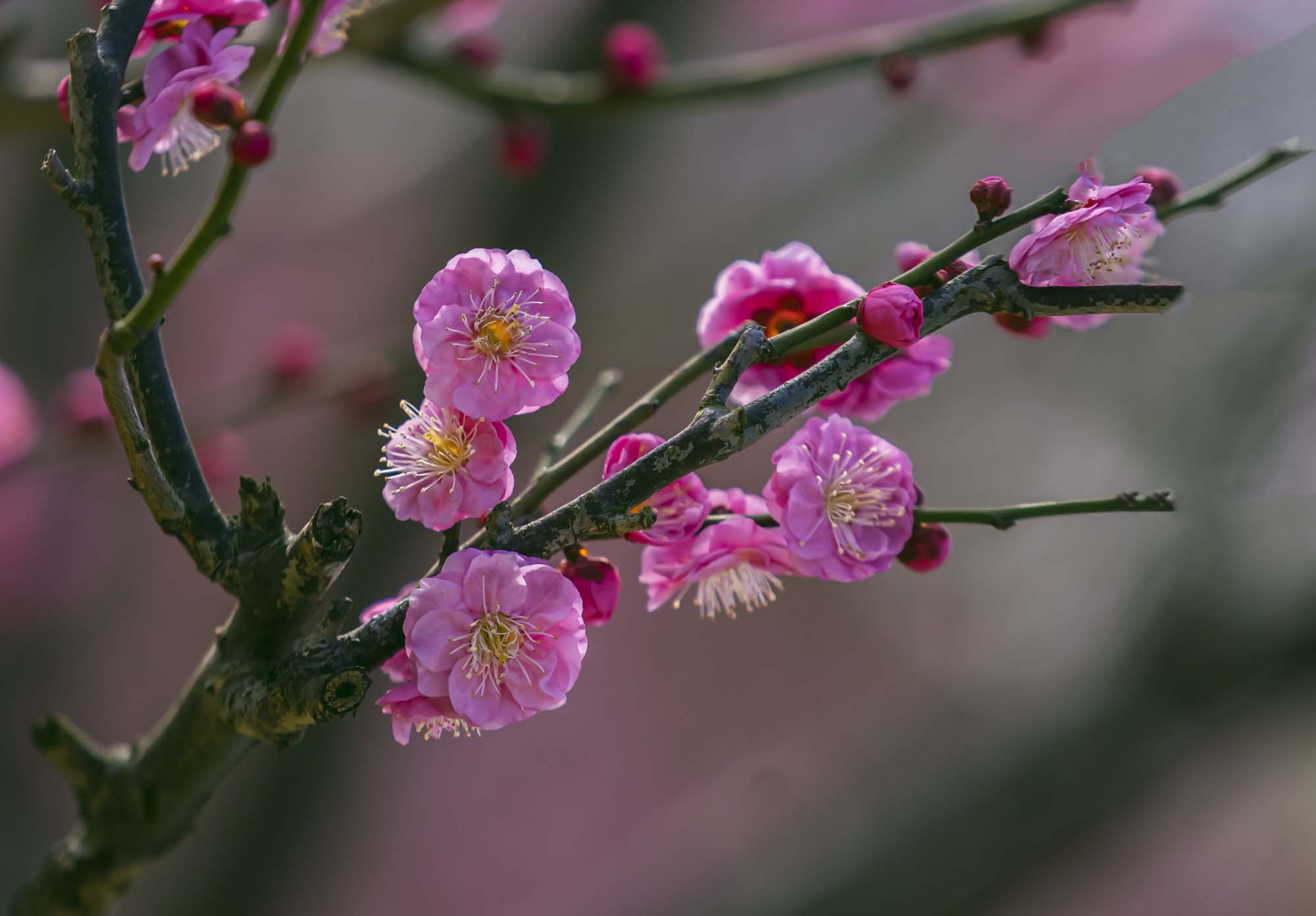 迎春梅-在新春佳节之际给各位好友拜年了.