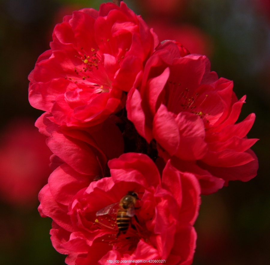 红艳桃花3朵图片