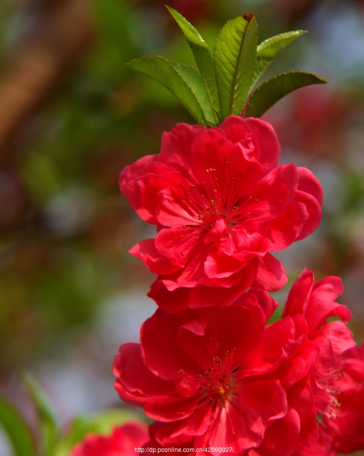 最美的红色桃花图片图片