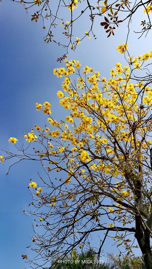 三水黄风铃花图片