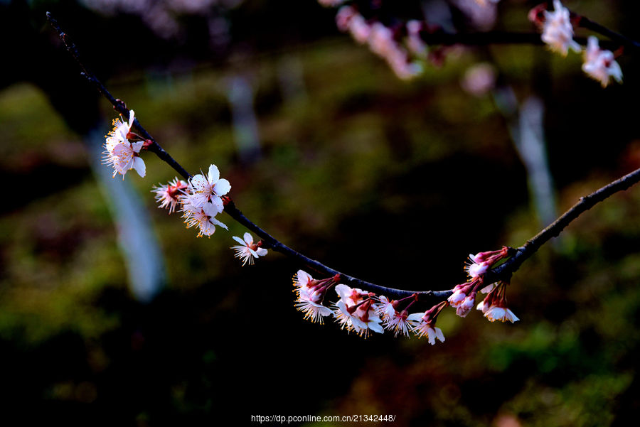 櫻桃花