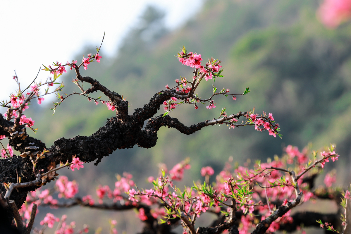 桃花灼灼醉春风