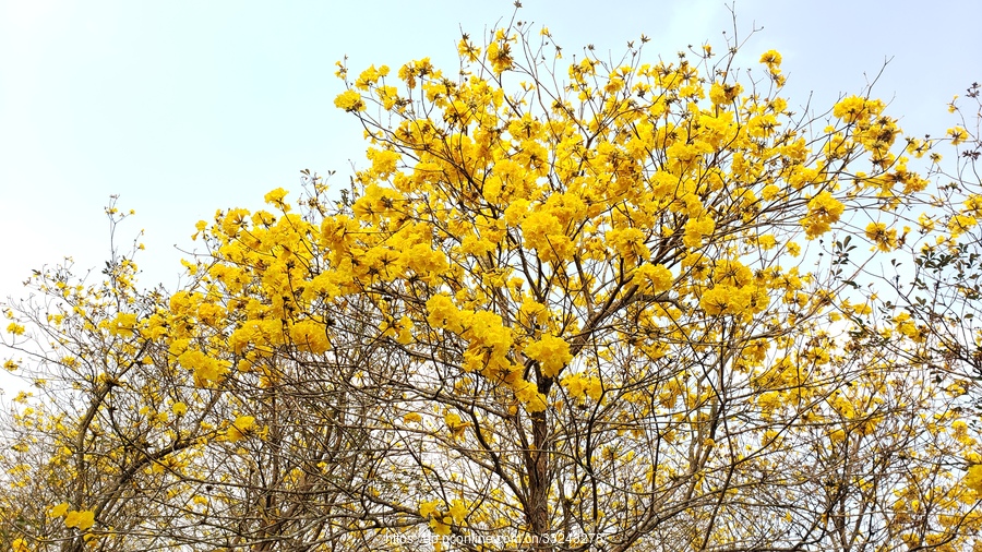 黃花風鈴木