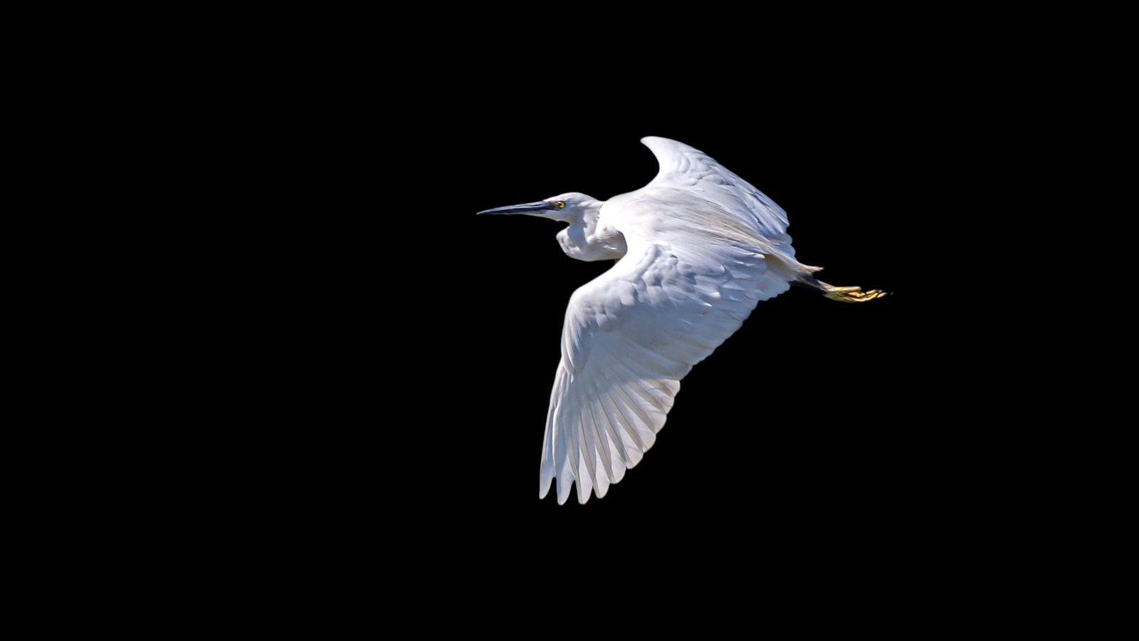 【飞翔的白鹭摄影图片】生态摄影_太平洋电脑网摄影部落