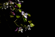 紫荆花 2