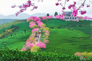 中国最美樱花观赏圣地：漳平市永福樱花茶园
