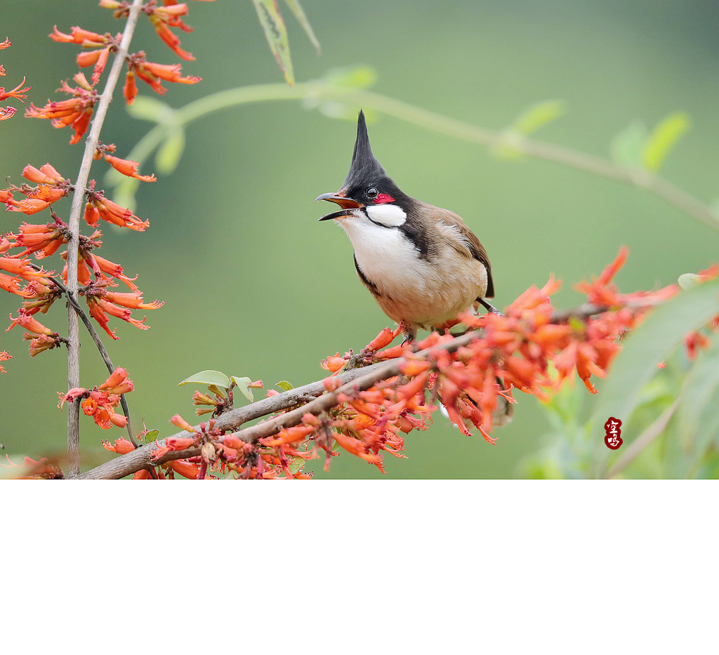 虾仔花与红耳鹎