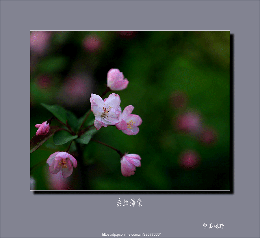 垂丝海棠花开