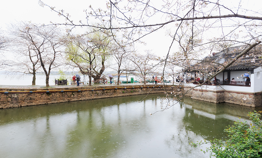 【丝雨 花语 景语 情语(无锡鼋头渚)摄影图片】风